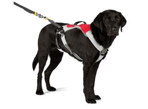 Dog Leashes & Harness